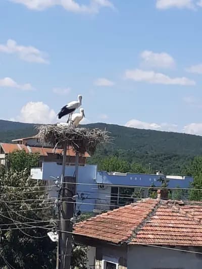При Гардела