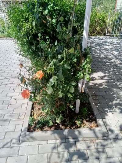 Къща за гости Колев 2