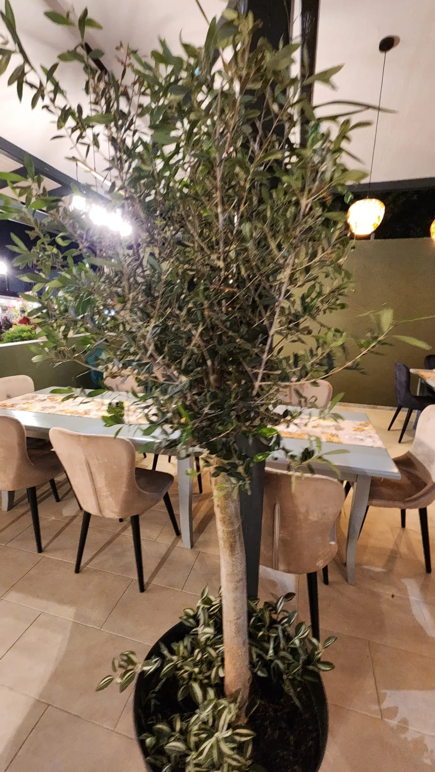 Olive tree Lozenec /ресторант "Маслинено дърво"/