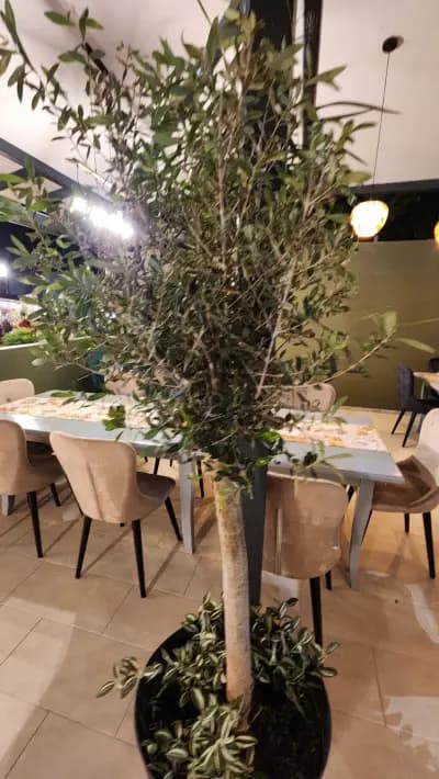 Olive tree Lozenec /ресторант "Маслинено дърво"/