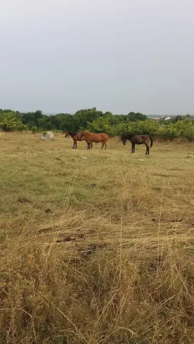 Хотел Ресторант Черно Море