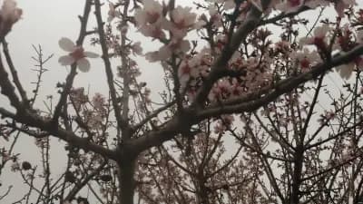 Вианор Виница
