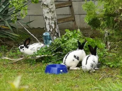 Villa Italia a Varna