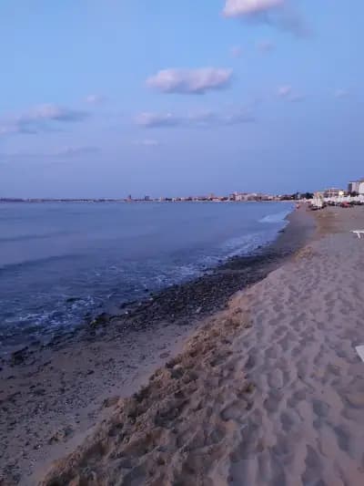 Кипарисите