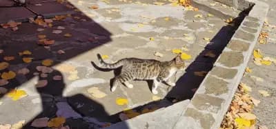 ОБЩИНСКИ ПАЗАРИ ЛОВЕЧ