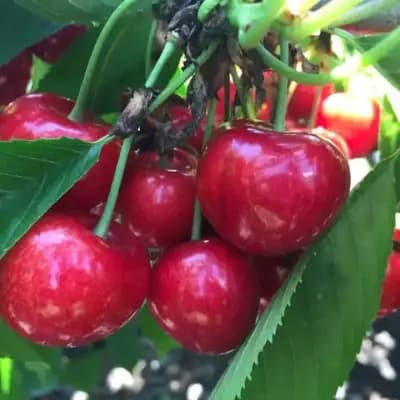 Vitafruit