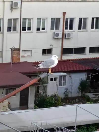 Къща за Гости Даниел