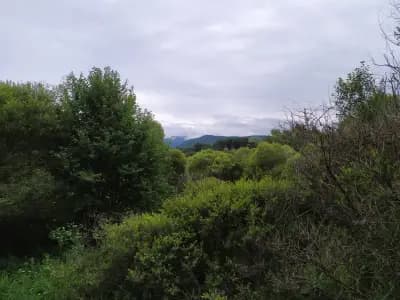 Лаго