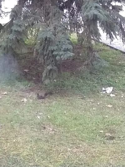 ЦПЛР - Ученическо общежитие Разград