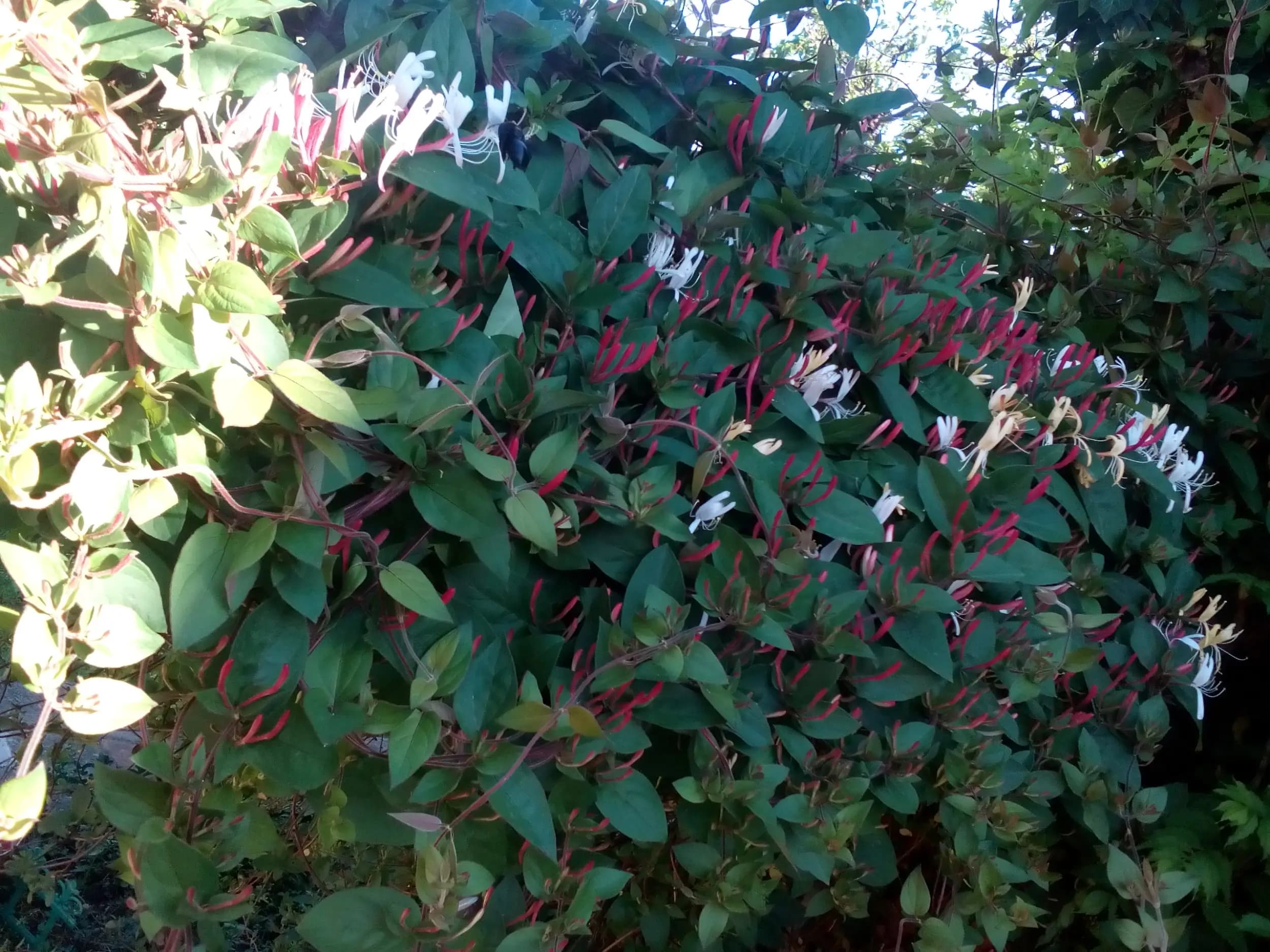 Парк Замфирово