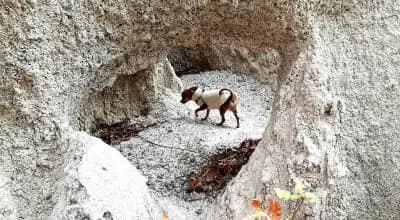Каменната сватба