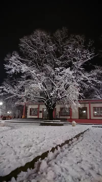 Тодор Петков