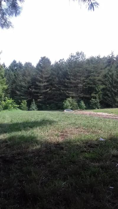 КИПАРИС