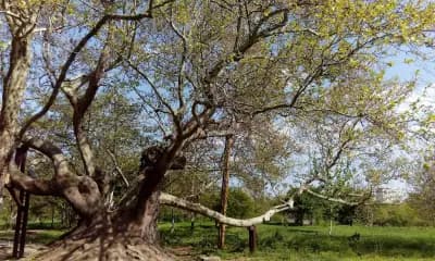 Вековно дърво (Стария чинар)