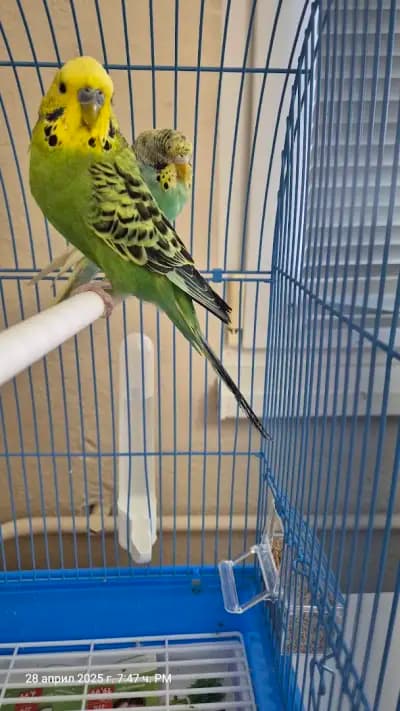 Zoo маркет