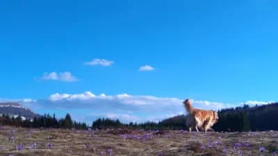 Детска природна академия Узана