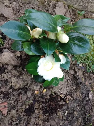 Къща за гости Кънчеви гр Елена