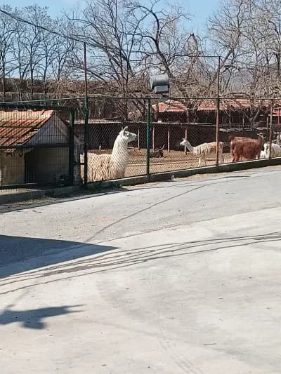 Месо и месни деликатеси Минчо Кортен