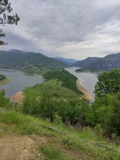Белите брези