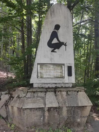 Белите брези