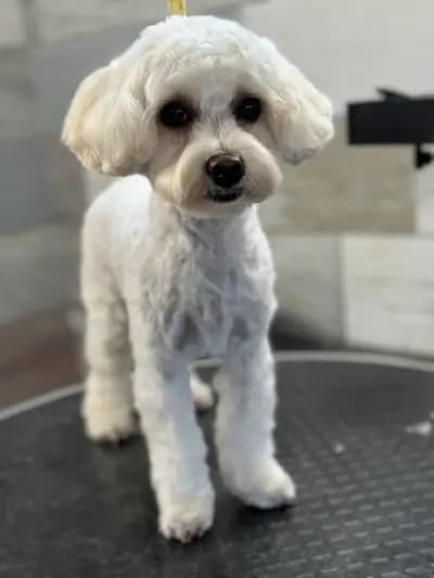 Pet Barber