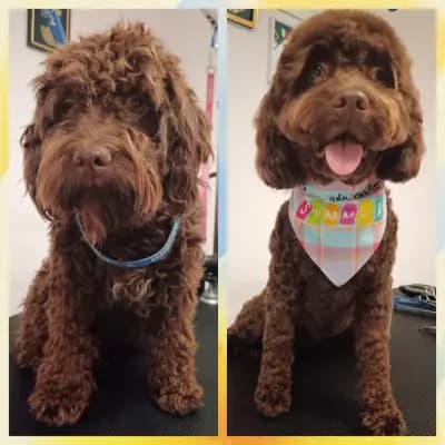 Shampoo Puppy Pet Grooming