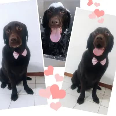 Shampoo Puppy Pet Grooming