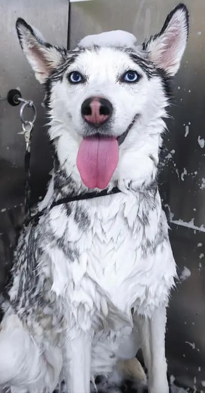 Shampoo Puppy Pet Grooming