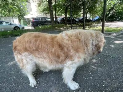 Shampoo Puppy Pet Grooming