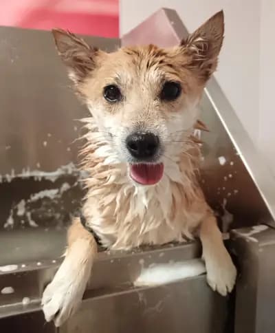 Shampoo Puppy Pet Grooming