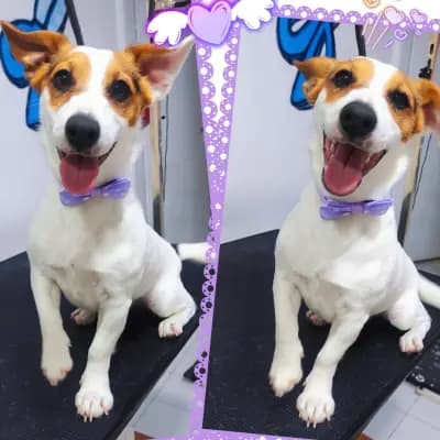 Shampoo Puppy Pet Grooming