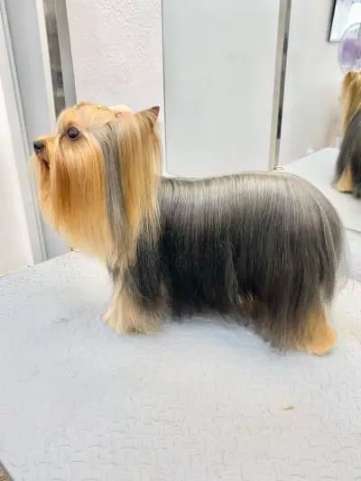Pet Stop Place | Grooming Salon