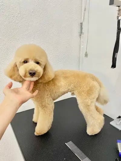 Pet Stop Place | Grooming Salon