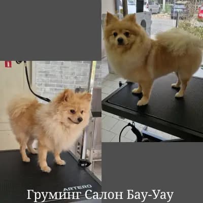 Груминг салон БАУ-УАУ
