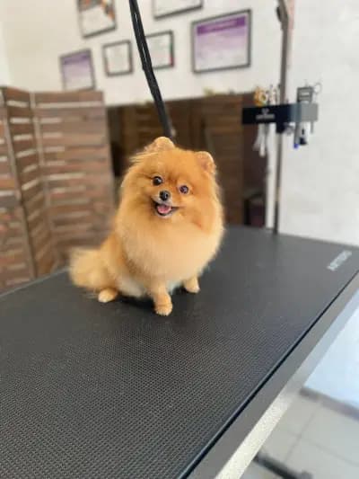 Груминг салон/ Ms. & Mr. Groomers