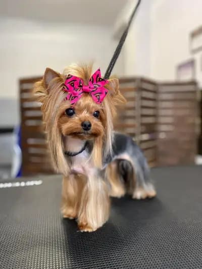 Груминг салон/ Ms. & Mr. Groomers