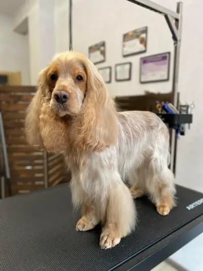 Груминг салон/ Ms. & Mr. Groomers