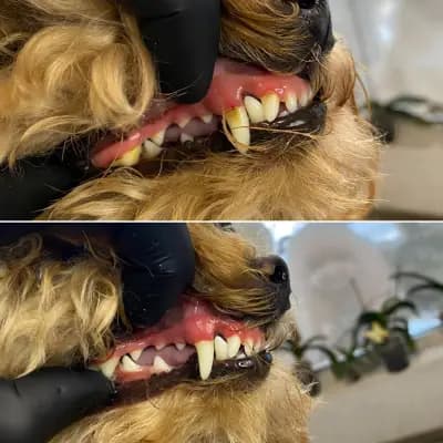 Груминг салон/ Ms. & Mr. Groomers