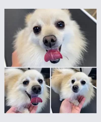 Груминг студио Paws Up