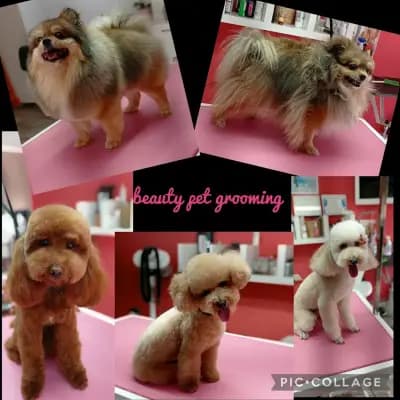 Груминг салон Beauty Pet