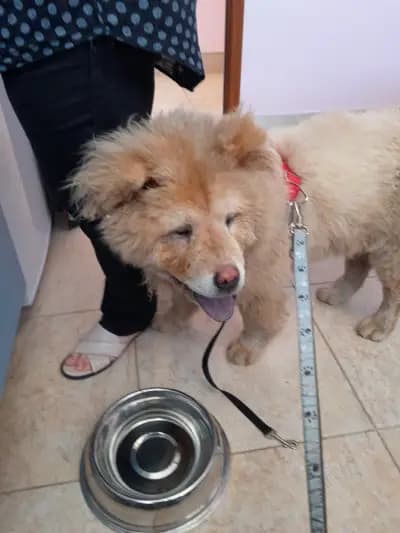Груминг салон Beauty Pet