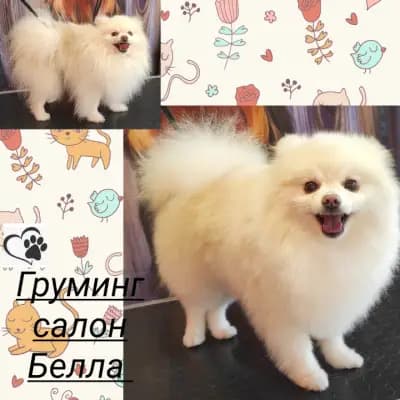 Груминг салон "Белла"/Grooming salon "Bella"