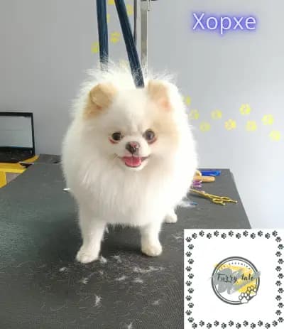 Furry tale Pet grooming
