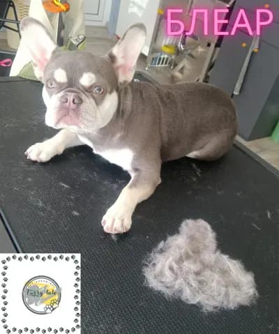 Furry tale Pet grooming