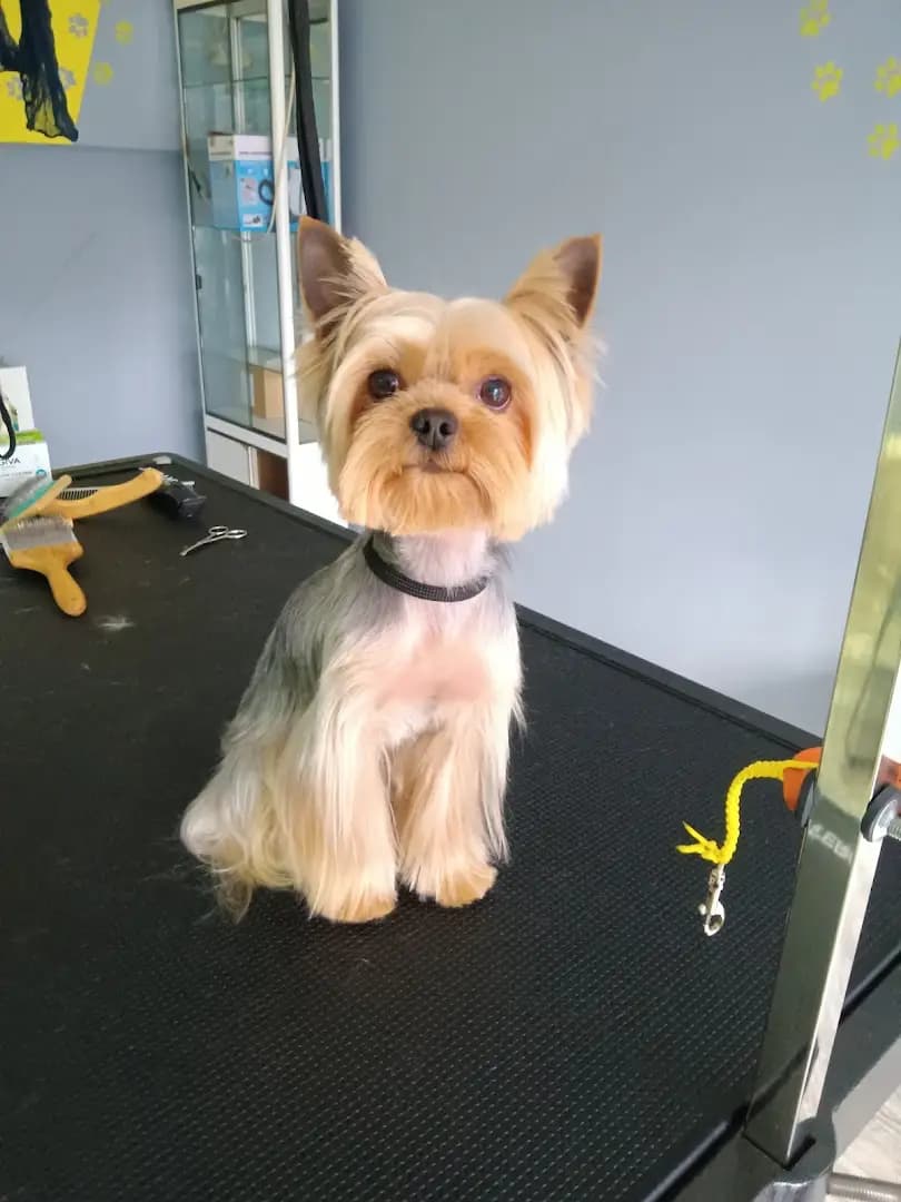 Furry tale Pet grooming