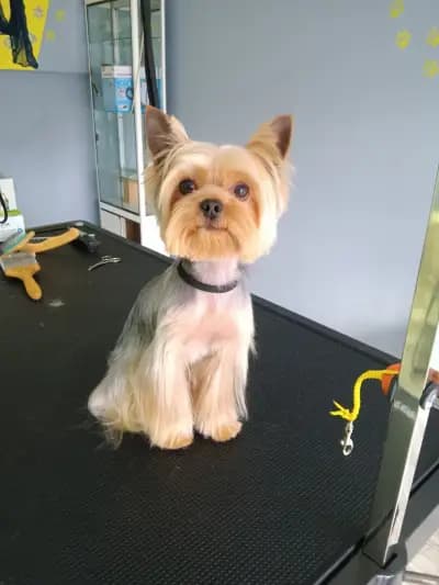 Furry tale Pet grooming