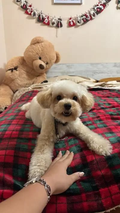 Furry tale Pet grooming