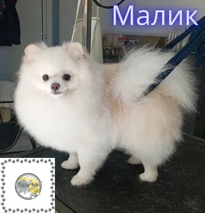 Furry tale Pet grooming