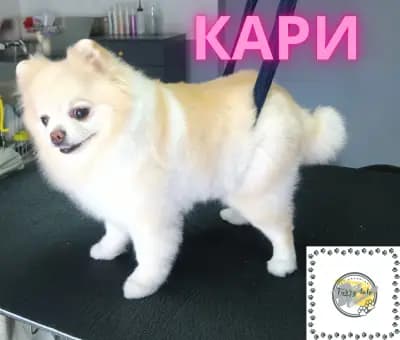 Furry tale Pet grooming