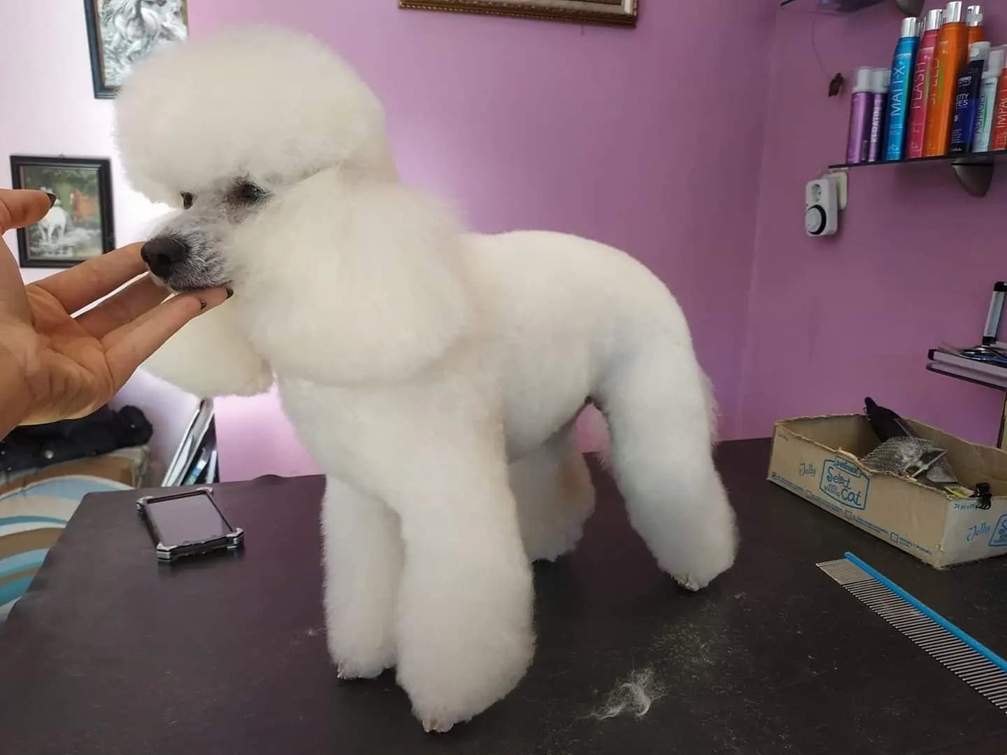 zookaprizstyle